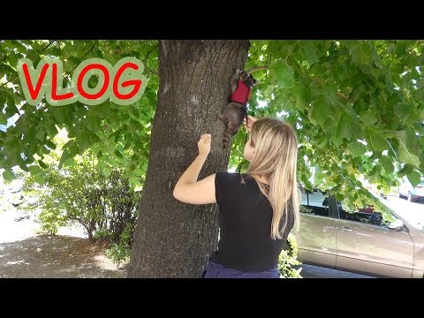 Видео: VLOG Лимон лезет на дерево. Приехали сестрички.
