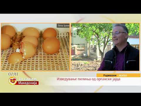 Видео: Изведување пилиња од органски јајца