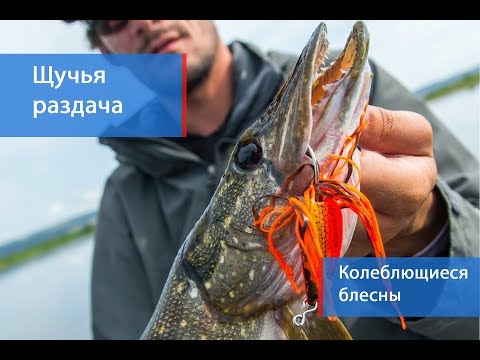 Видео: Щуки на колеблющиеся блесны осенью. Техника проводки, снасти, места облова.