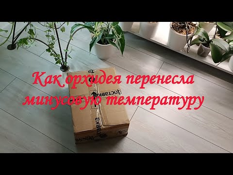 Видео: Распаковка ПОСЫЛКИ с орхидеей Сого Юкидан бабочка 🦋😍 Первый уход ✅