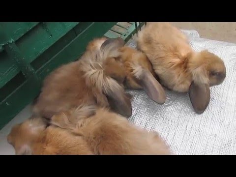 Видео: вакцинація для початківців