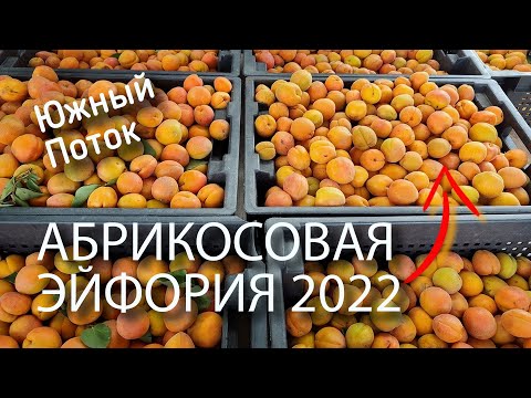 Видео: Абрикосовая эйфория! 2022 "Южный поток"