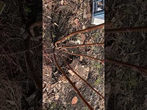 Видео: 31.03.2024.Обрезка гортензии Фрайз Мельба.🌿