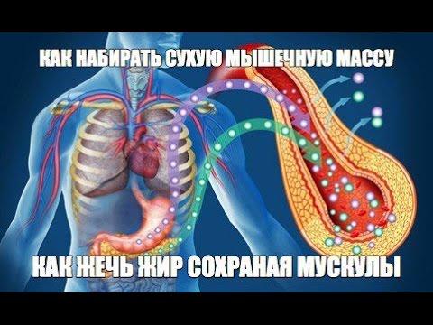 Видео: ЖИРОВЫЕ и МЫШЕЧНЫЕ Клетки - КАК НАБИРАТЬ СУХУЮ МЫШЕЧНУЮ МАССУ и ЖЕЧЬ ЖИР СОХРАНАЯ МУСКУЛЫ