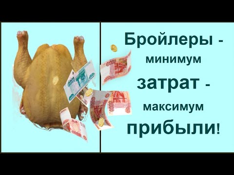 Видео: Бройлеры от покупки до забоя. Почему именно КБ 500