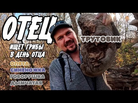 Видео: ОТец ищет грибы в день ОТца  Трутовики, синеножка и говорушка дымчатая