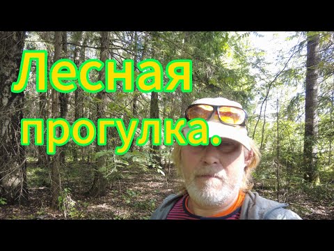 Видео: Лесная прогулка! Набрал грибов и яблок!