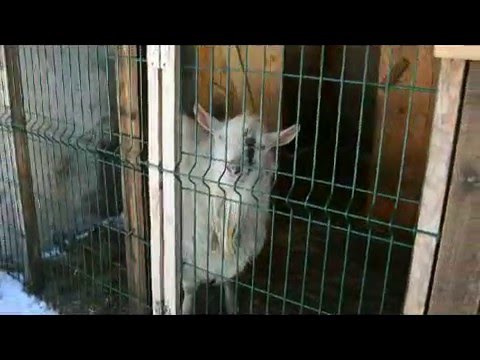 Видео: Козёл в хозяйстве.
