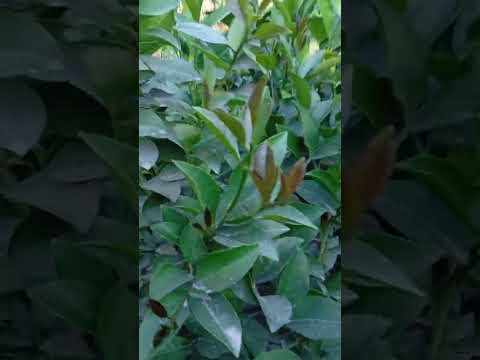 Видео: Лимон кочатларни йопиш жарайони кишга тайоргарлик бошланди