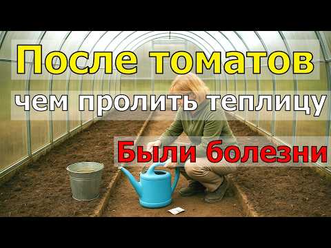 Видео: ЧЕМ ПРОЛИТЬ ТЕПЛИЦУ ОСЕНЬЮ после ТОМАТОВ если были болезни