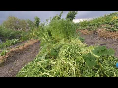 Видео: Как я улучшаю плодородие почвы