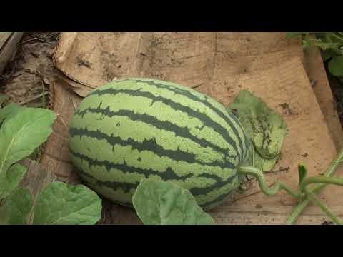 Видео: бахча в Красноярске на 20 июля