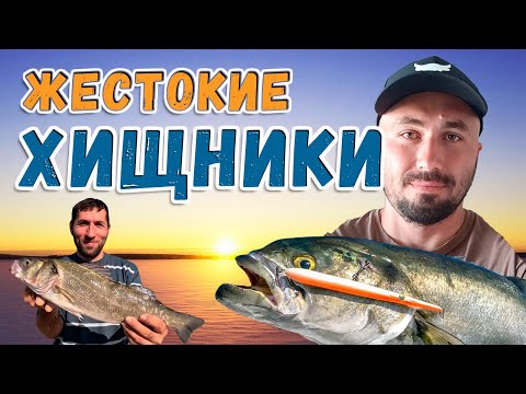 Видео: Нашли ЛУФАРЕЙ и СИБАСА в Салониках | Морская рыбалка с берега в Греции.