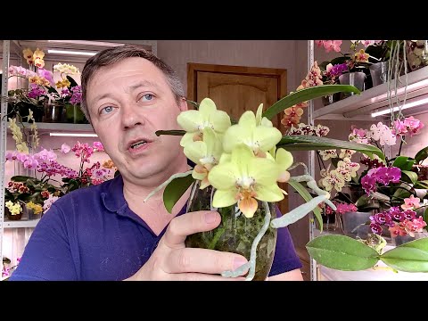 Видео: ПЕРЕСАДКА ОРХИДЕИ ПОДРОБНО после покупки и ЧЕМ ЛУЧШЕ обработать корни орхидей