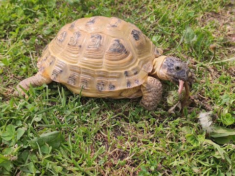 Видео: Пышка на даче. 28.05.2020г.