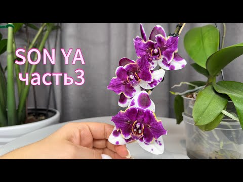 Видео: Орхидеи от садовника SON YA часть3