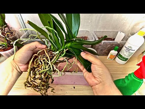 Видео: ОРХИДЕИ ОБЯЗАТЕЛЬНО ЛИ при пересадки орхидей обрабатывать корни от грибка?