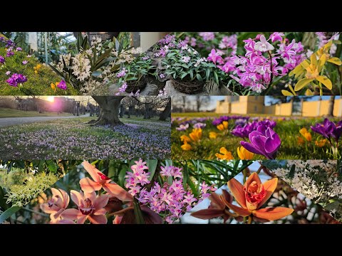 Видео: Крокусы (шафран) и Орхидеи(Dendrobium kingianum) 👍🥰🪻🪻🪻🌞