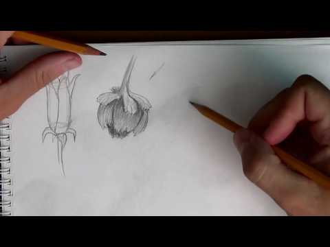 Видео: Основы рисунка. Часть 15 - рисуем цветы