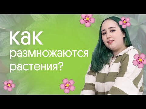 Видео: 🥑 КАК РАЗМНОЖАЮТСЯ РАСТЕНИЯ? 🥑