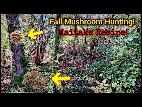 Видео: Собираем осенние грибы и готовим из них ужин! Лесная курица (майтаке) — найди и приготовь!