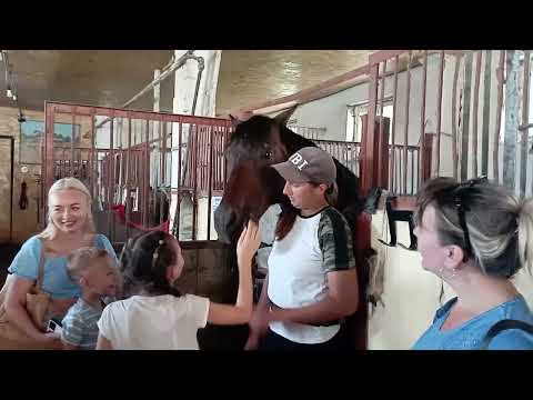 Видео: Іпотерапія