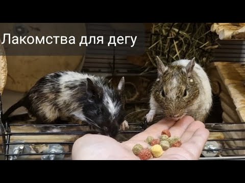 Видео: Лакомства для дегу//Какие вкусняшки любять мои дегусы)