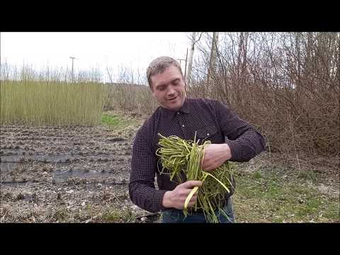 Видео: Пробую Лозинку на соковую ленту