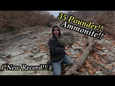 Видео: В ТЕХАСЕ ОБНАРУЖЕН АММОНИТ РЕКОРДНОГО РАЗМЕРА