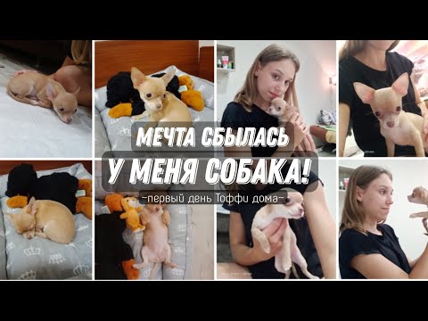 Видео: мечта сбылась! у меня есть собака! первый вечер в новом доме | 10.09.22