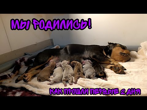 Видео: Мы родились! 6 щенков французского бульдога!