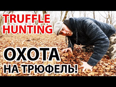 Видео: ЧЕРНЫЙ ТРЮФЕЛЬ / TRUFFLE HUNTING! ПОДЗЕМНЫЙ ГРИБ ТРЮФЕЛЬ СО СПЕЦИАЛЬНОЙ СОБАКОЙ Lagotto Romagnolo!