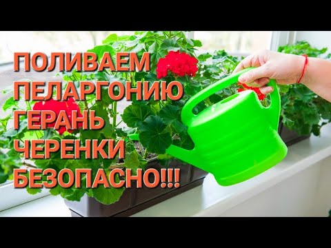 Видео: Безопасный полив пеларгоний черенков и взрослых растений!