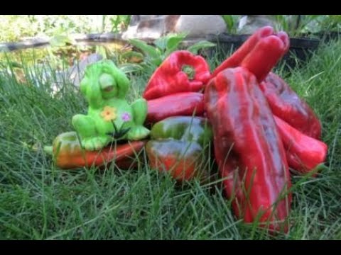 Видео: Посевная для перцев