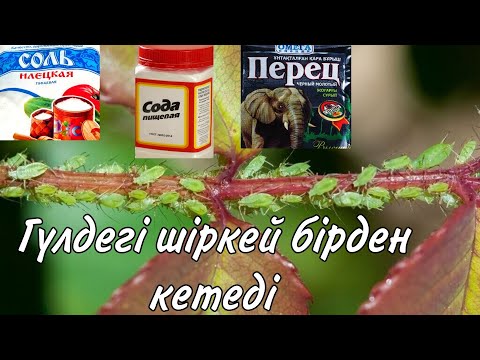 Видео: Бақшадағы зиянкнтерді жояды. Дала үй гүлдеріндегі шіркейді жояды. Гүлдер әлемі. Үй гүлдері