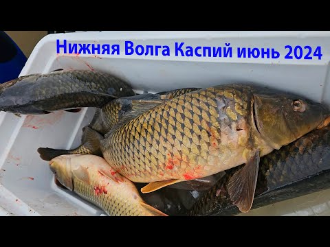 Видео: Нижняя Волга Каспий июнь 2024 нижняя волга 2024 подводная охота 2024 Волга 2024 Каспий 2024