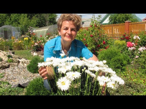 Видео: Цветы-снежинки!  Махровые ромашки.
