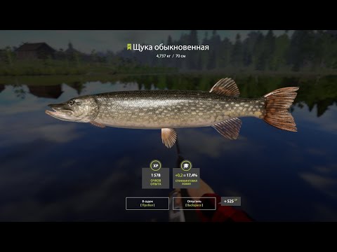 Видео: Русская Рыбалка 4 🎣 Как поймать щуку?