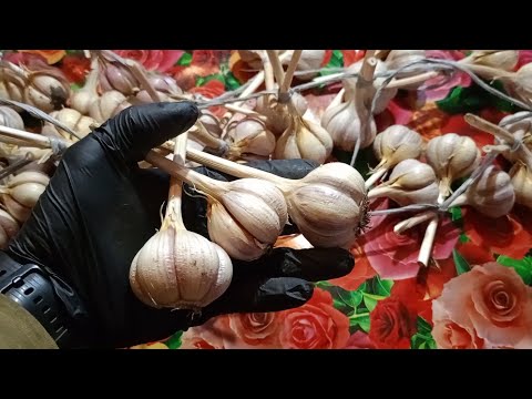 Видео: Підготовка, Часнику під озиму посадку в Дома.Овочеві рослини .