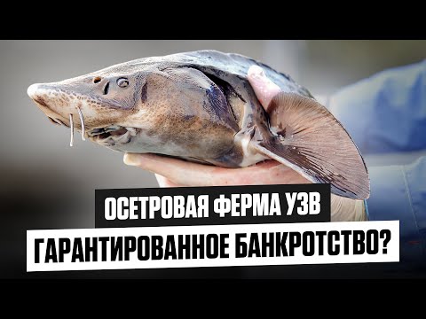 Видео: 8 из 10 ОСЕТРОВЫХ ФЕРМ ПРОГОРАЮТ?! Вот Почему...