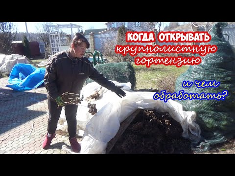Видео: Когда открывать КРУПНОЛИСТНУЮ гортензию весной? И чем обработать после зимы?