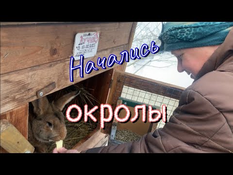 Видео: Начались окролы, осмотр гнезда, кормление кроликов