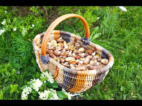 Видео: Собираем маслята в Мае 2021!