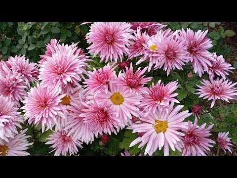 Видео: Квіти осінню🌸🌹🌿 Мінлива погода кінця жовтня🌞⛅☔🌈🇺🇦