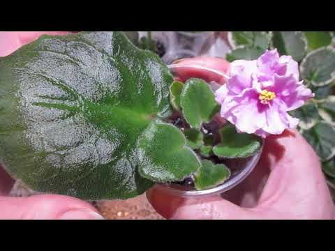 Видео: Лист фиалки с деткой зацветает-это маленькое чудо!Такое увидишь не часто!