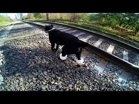 Видео: Размет задних и передних лап у щенка