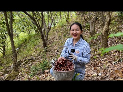 Видео: Подняться на гору за каштанами так весело, что моя свекровь хочет пойти
