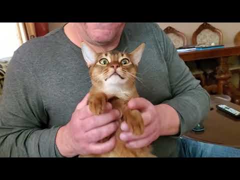 Видео: Кот Мартин 10 месяцев. Абиссинская кошка