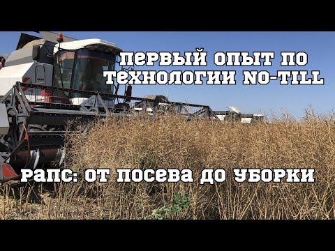 Видео: Рапс по технологии No-till впервые. От посева до уборки