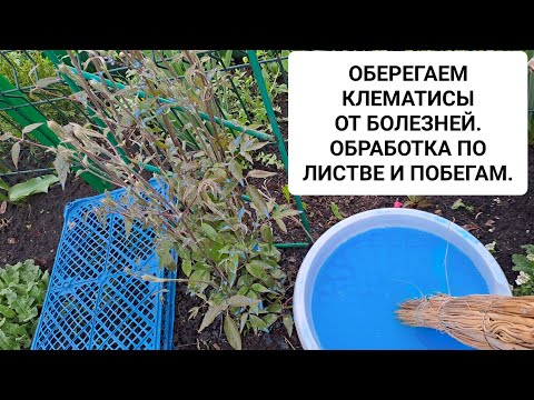 Видео: ОБЕРЕГАЕМ КЛЕМАТИСЫ ОТ БОЛЕЗНЕЙ. ОБРАБОТКА ПО ЛИСТВЕ И ПОБЕГАМ. ПРОФИЛАКТИЧЕСКИЕ МЕРОПРИЯТИЯ.